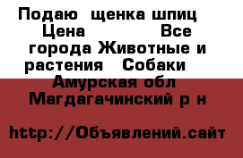 Подаю. щенка шпиц  › Цена ­ 27 000 - Все города Животные и растения » Собаки   . Амурская обл.,Магдагачинский р-н